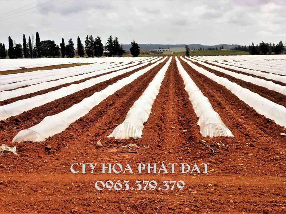 cách-phủ-màng-bạt-nông-nghiệp-màu-trắng-ươm-cây-trồng