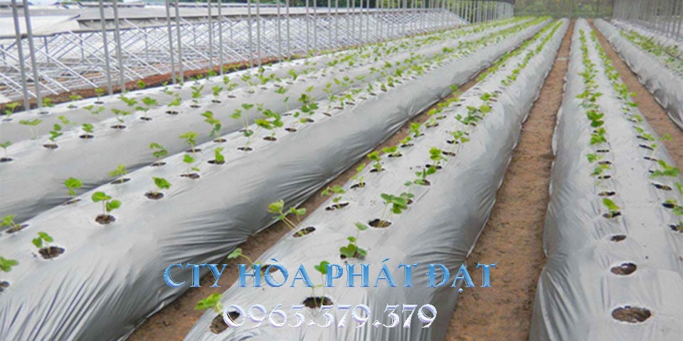 H&ograve;a Ph&aacute;t Đạt Group