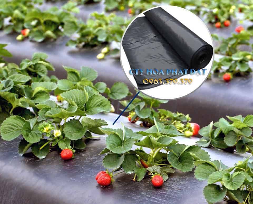ứng-dụng-cao-tăng-năng-suất-cây-trồng-của-màng-bạt-phủ-đất-trồng-cây