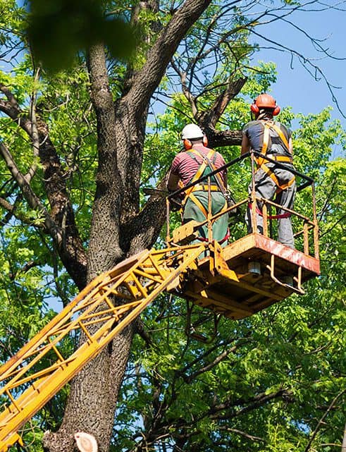 Das Bild zeigt zwei Männer bei der professionellen Baumpflege. Sie stehen auf einer hydraulischen Arbeitsbühne in mehreren Metern Höhe und führen gezielte Arbeiten an einem großen Baum aus. Beide tragen Schutzkleidung und Helme, während sie Äste zurückschneiden oder entfernen. Der Hintergrund zeigt einen klaren Himmel und lässt die Höhe der Arbeitsumgebung erkennen. Das Bild vermittelt Kompetenz, Sicherheit und die sorgfältige Durchführung von Pflege- oder Rückschnittmaßnahmen – ideal für Dienstleistungsunternehmen in den Bereichen Baumarbeiten, Gartenpflege oder kommunale Grünpflege. Zwei Männer führen Baumpflegearbeiten auf einer Arbeitsbühne durch.