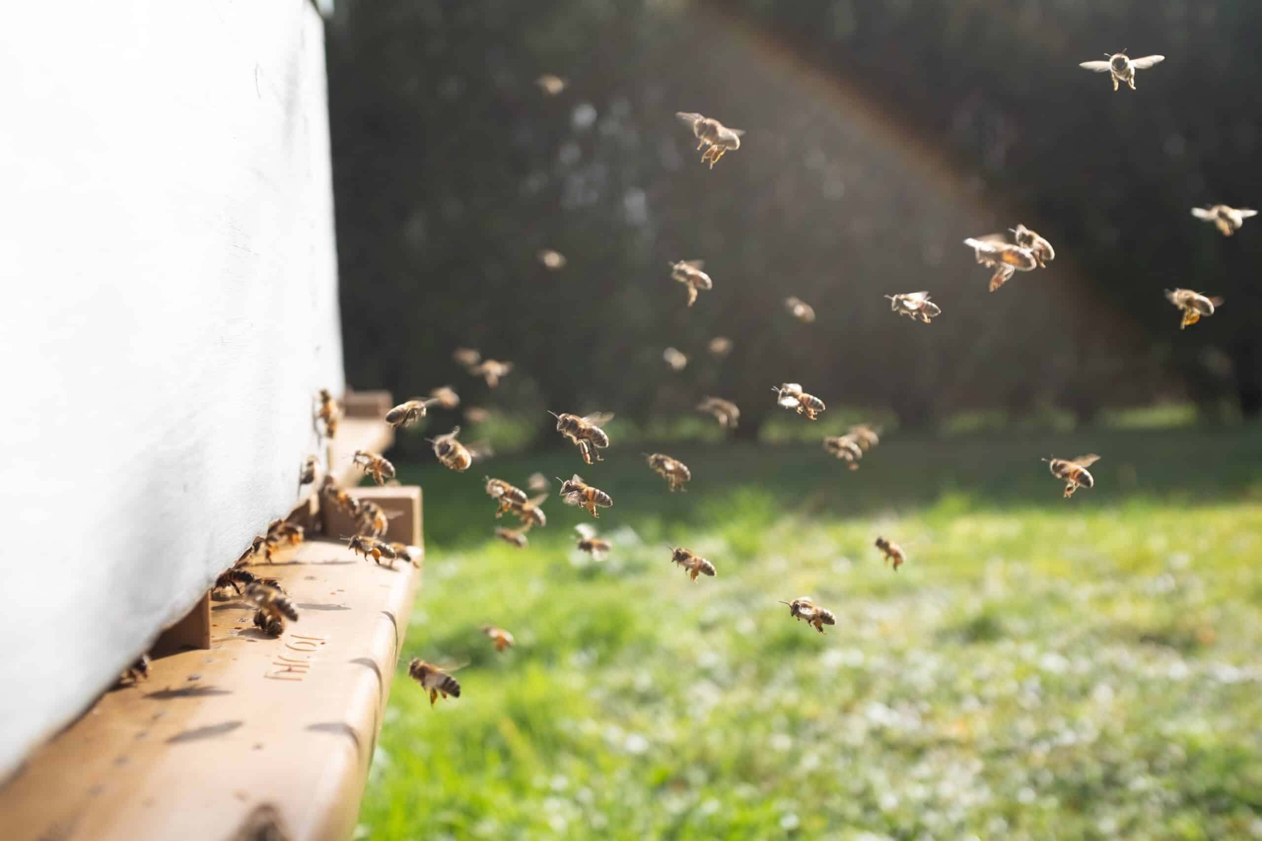 Bienen fliegen aus ihrem Bienenstock ins Freie an einem sonnigen Tag.
