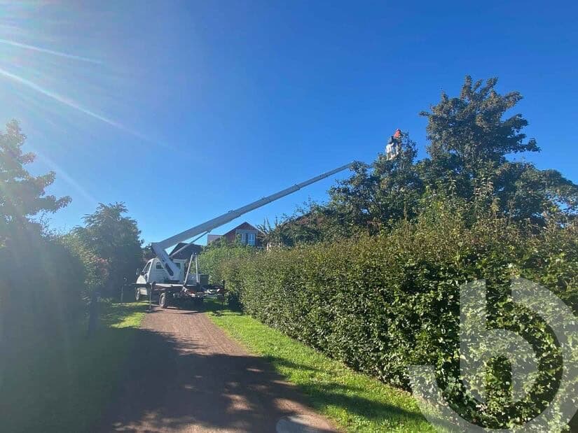 Ausgefahrene Arbeitsbühne in engem Gang reicht mit Teleskopmast zu Baumkrone.