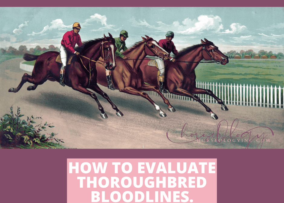 How to Evaluate Thoroughbred Bloodlines