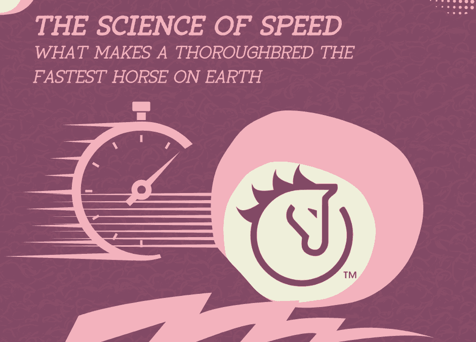 The Science of Speed: What Makes the Thoroughbred the Fastest Horse on Earth