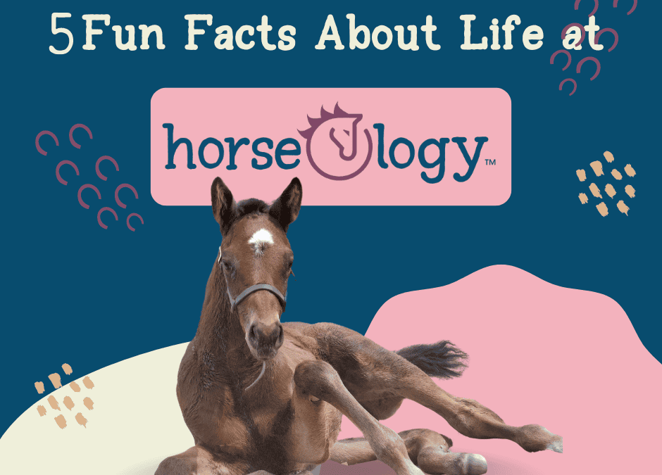 5 Things To Know About Life at horseOlogy: You Won’t Believe Number 5!