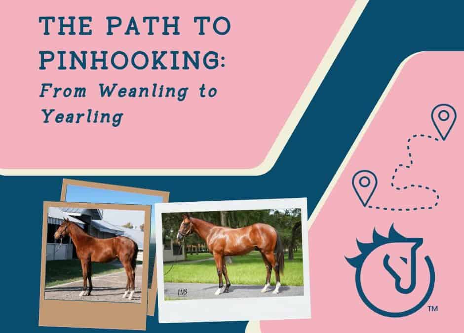 The Path to Pinhooking: From Weanling to Yearling