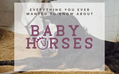 Everything You Ever Wanted to Know About Baby Horses