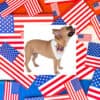 Hot-Dogs-for-Zohran-Cute-Pet-Bandana