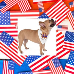 Hot-Dogs-for-Zohran-Cute-Pet-Bandana