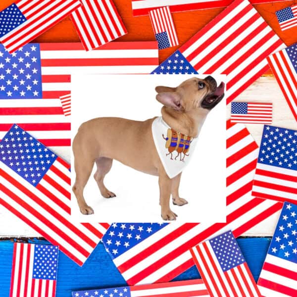 Hot-Dogs-for-Zohran-Cute-Pet-Bandana