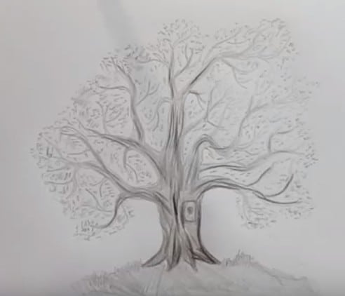How to Draw a Tree by pencil