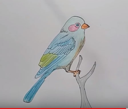 How to Draw a Bird for Kids