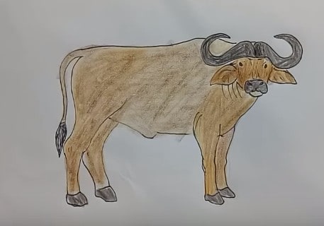 How to draw a Buffalo step by step