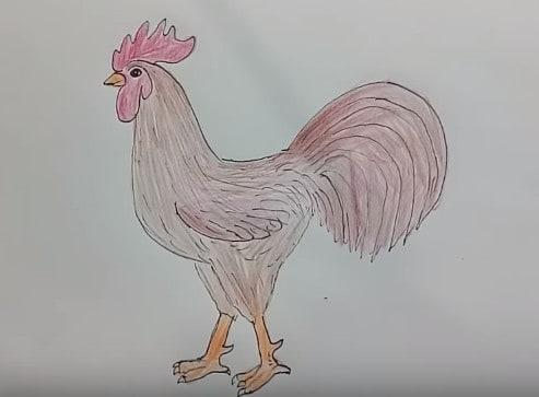 How to Draw a Rooster ( Chicken) | Draw animals