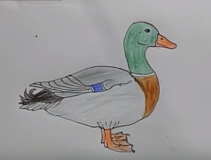 How to draw a Duck step by step | Easy drawings to draw