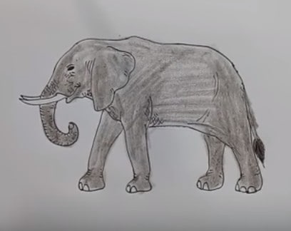How to draw a Elephant (African) | easy animals to draw