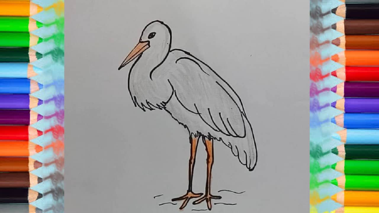 How to Draw a Stork step by step – Easy animals to draw