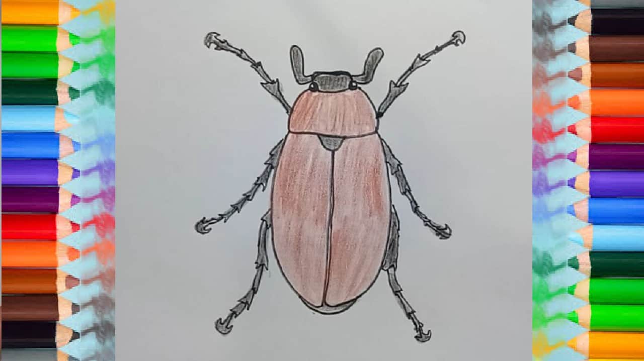 How to draw a Bug ( Maybug ) step by step – Easy animals to draw
