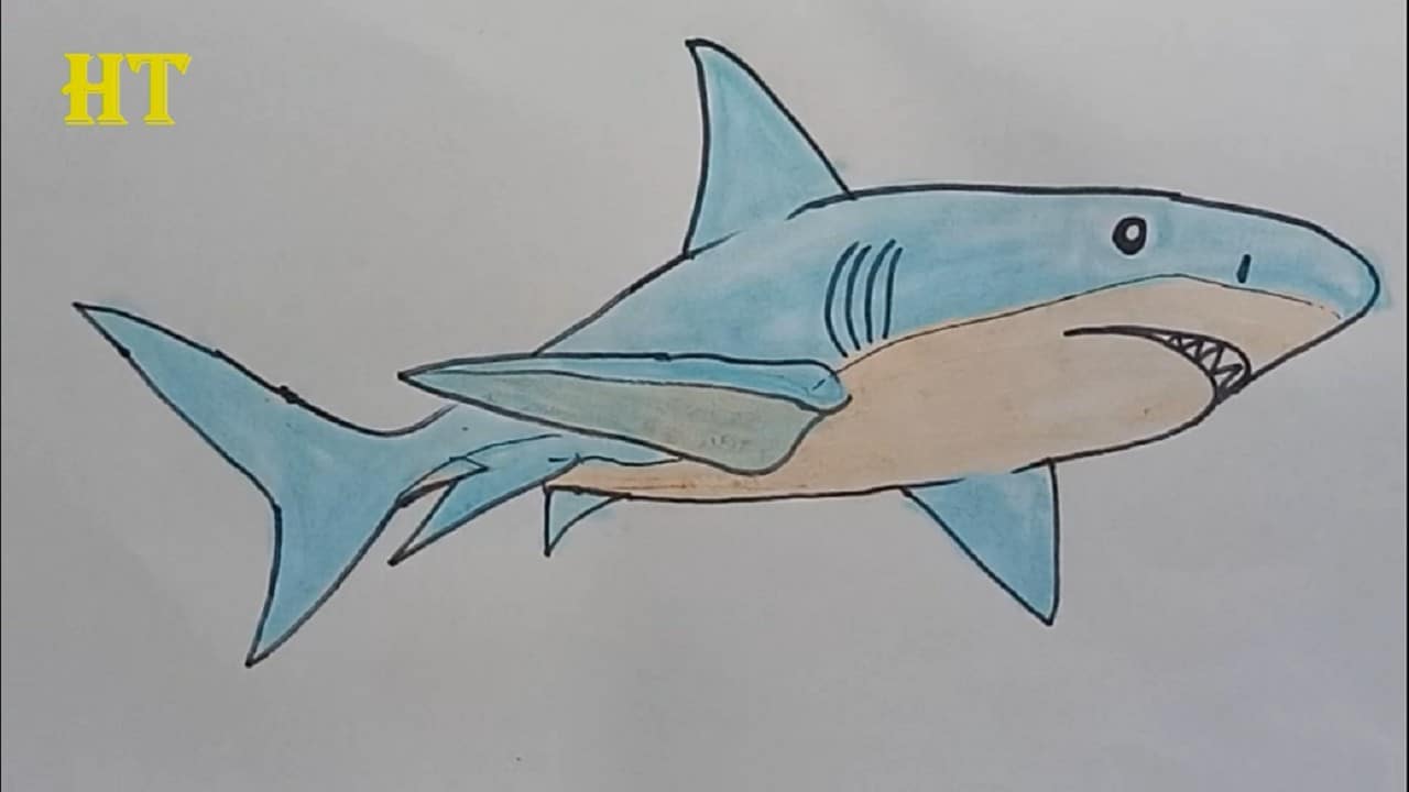 How to Draw a Shark easy step by step – Easy animals to draw