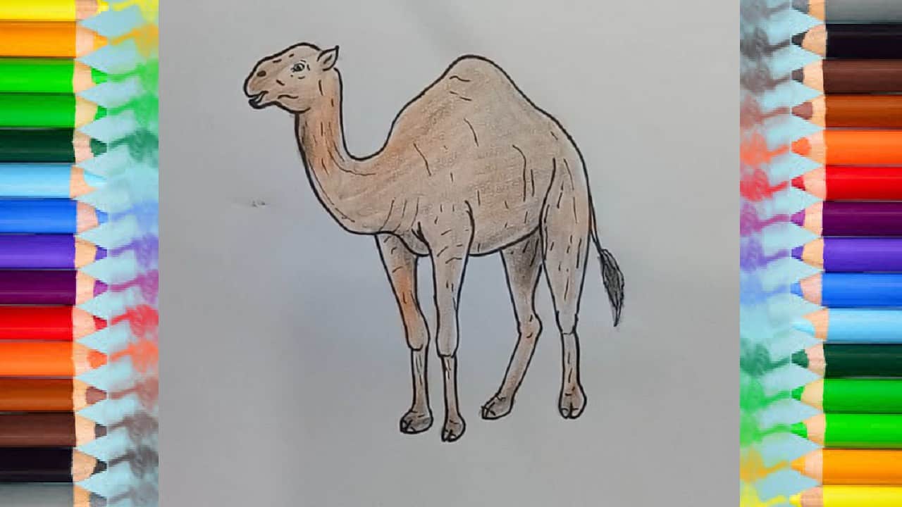 How to Draw a Camel step by step | Easy animals to draw for beginners