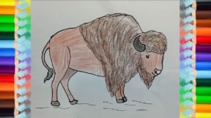 How to draw a Bison