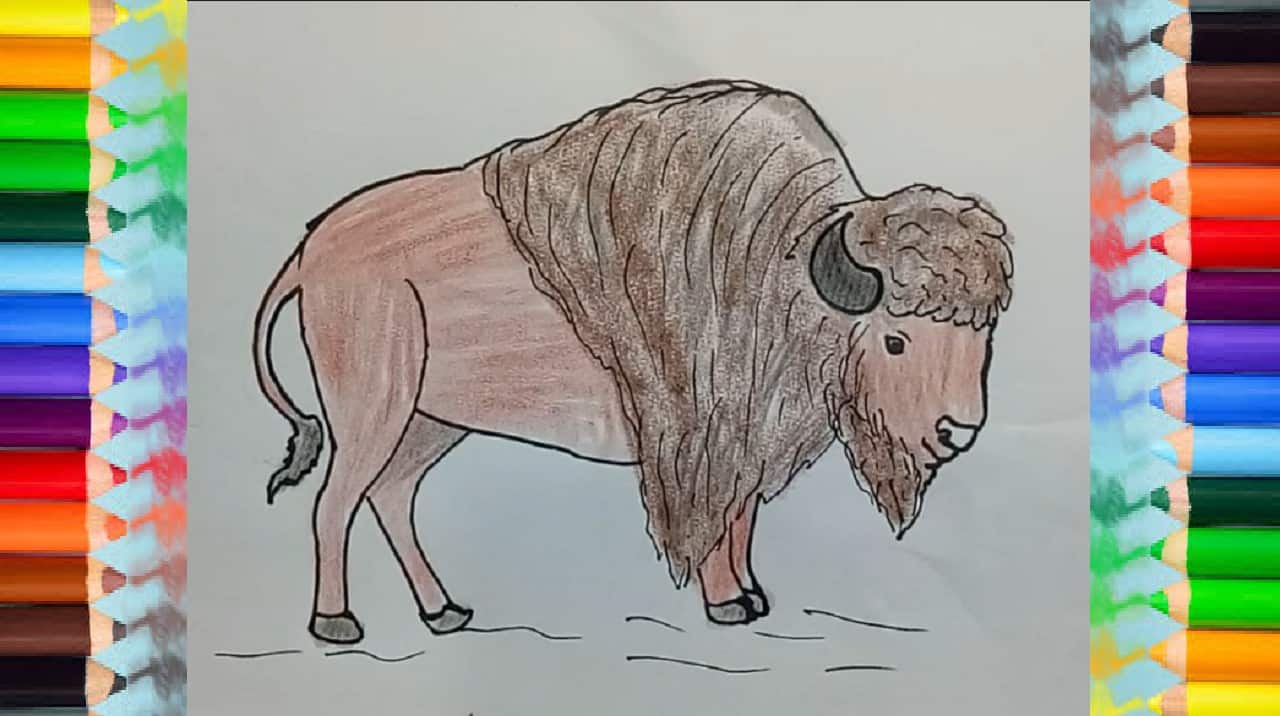 How to draw a buffalo (Bison) step by step