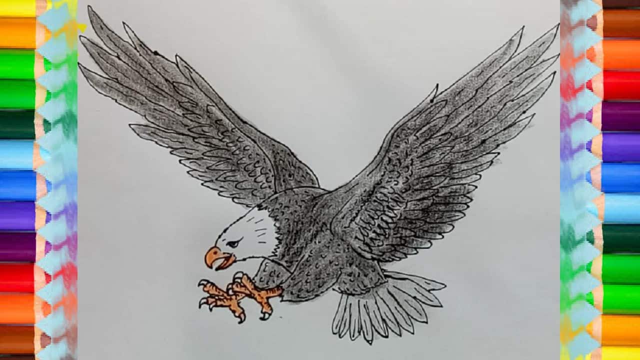 How to Draw an Eagle step by step – Draw animals