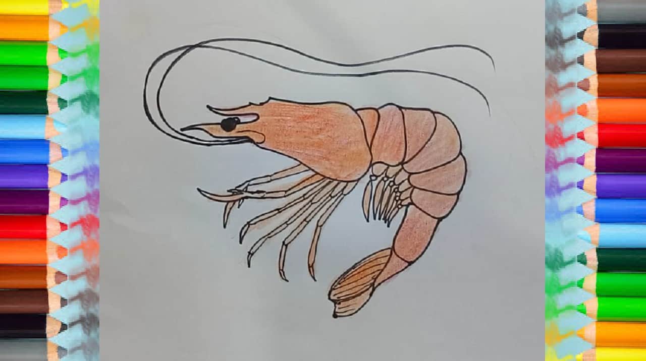 How to Draw a Shrimp step by step | Easy animals to draw