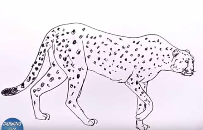 How To Draw A Cheetah easy step by step – Easy animals to draw