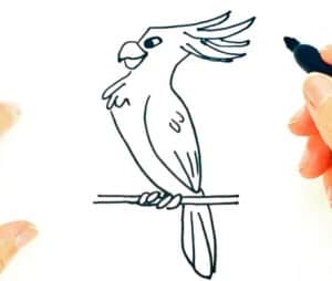 How to Draw a Cockatoo easy step by step