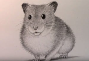 How to Draw a Hamster easy step by step