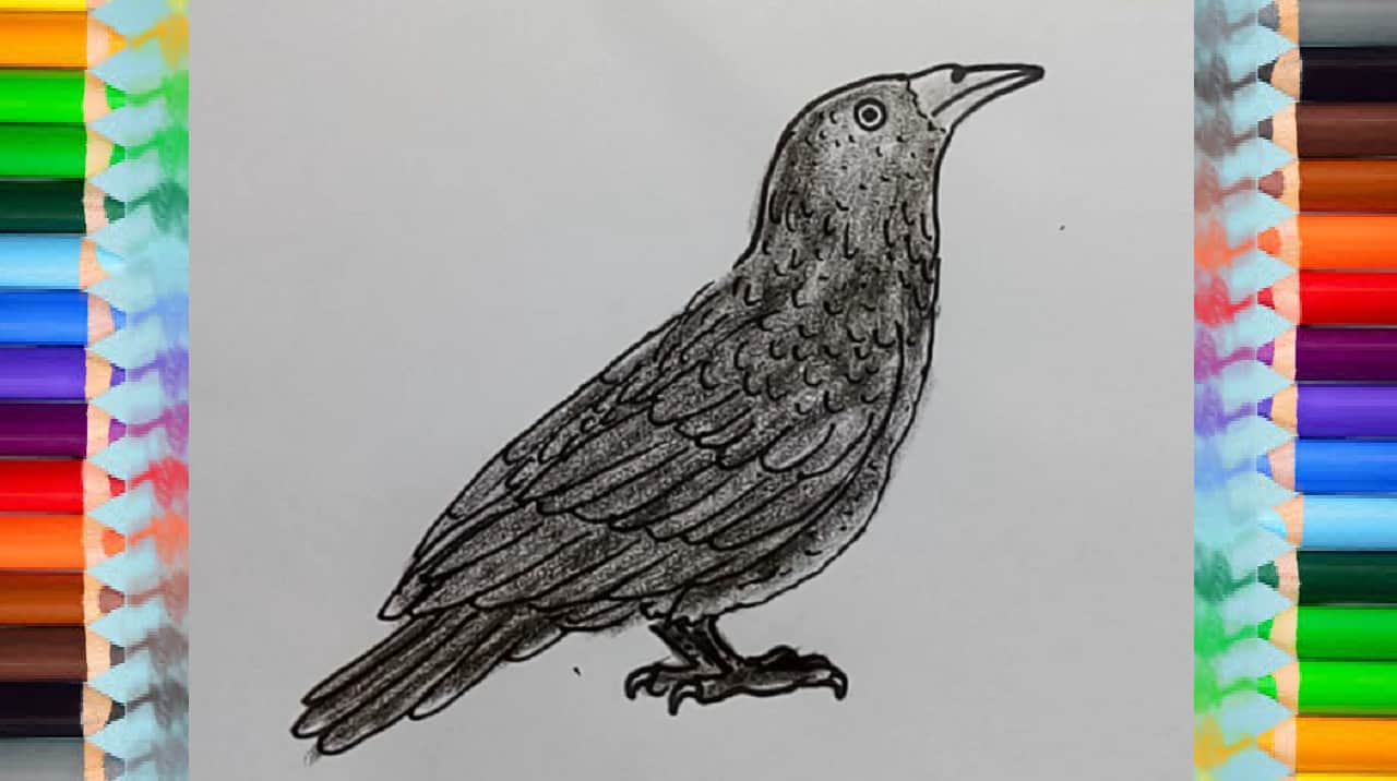 How to draw a raven easy step by step – Easy animals to draw for kids