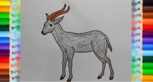 How to draw an antelope step by step