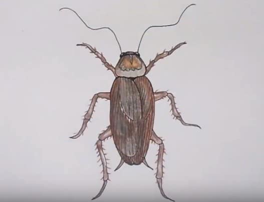 How to draw a cockroach easy step by step – Easy animals to draw