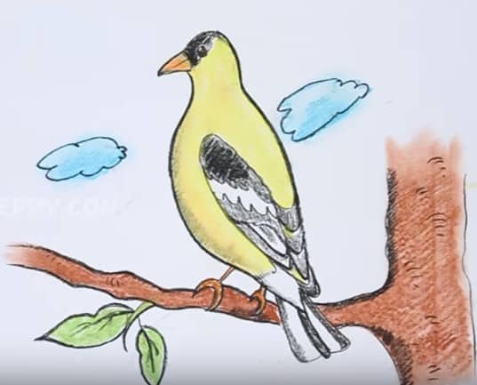 How to draw a goldfinch bird easy step by step – Easy animals to draw
