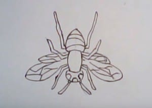 How to draw a hornet