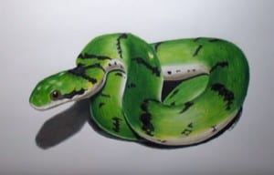 How to draw a snake 3D