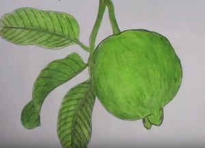 How to draw guava step by step easy