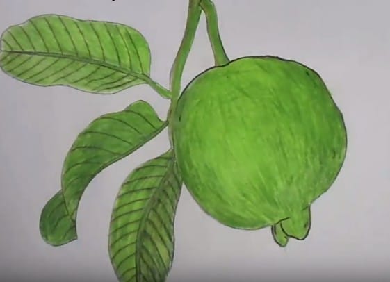 How to draw guava step by step easy | Fruits drawing