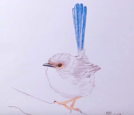 How to Draw a Wren easy step by step – Easy animals to draw