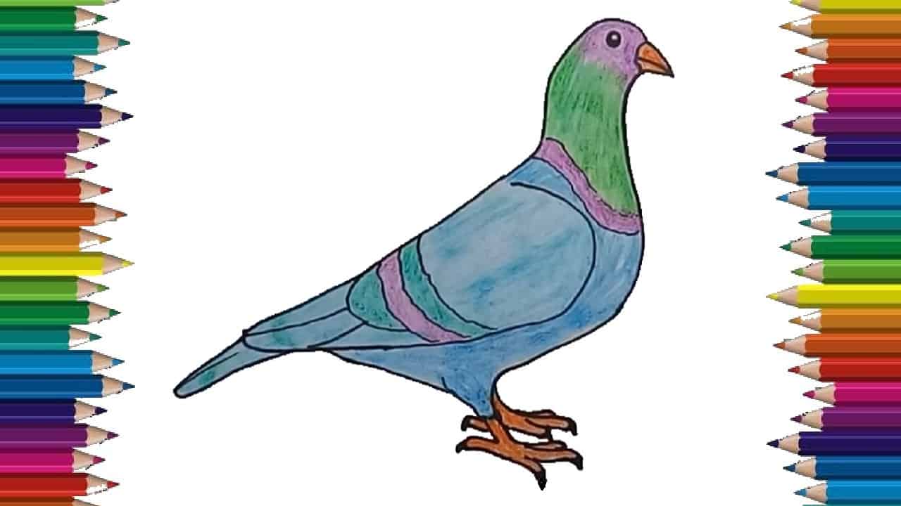 How to draw a Pigeon step by step easy – Bird drawing