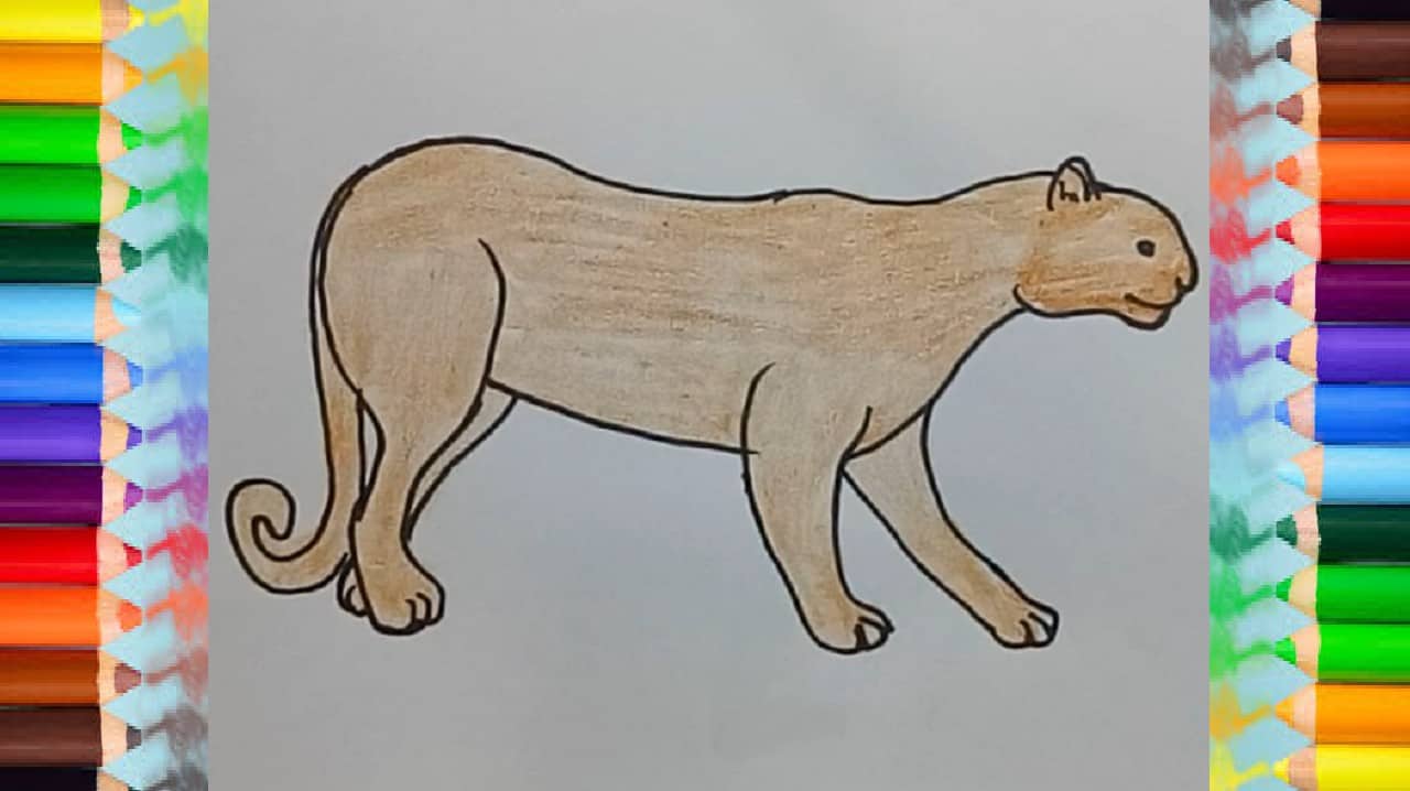How to draw a puma easy step by step – Easy animals to draw