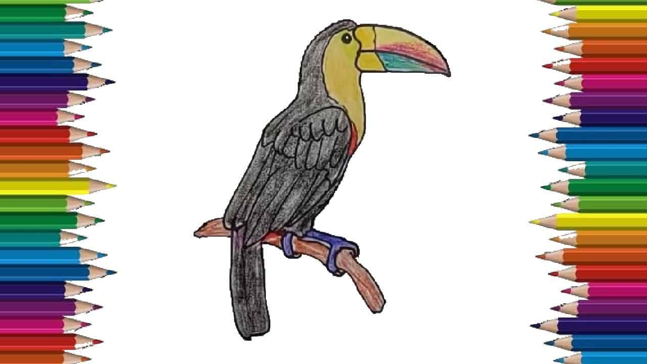 How to draw a toucan step by step – Easy animals to draw