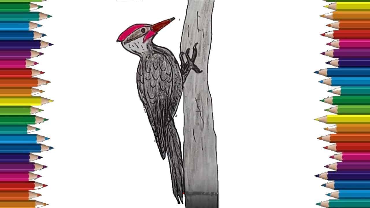 How to draw a woodpecker step by step – Bird drawing easy