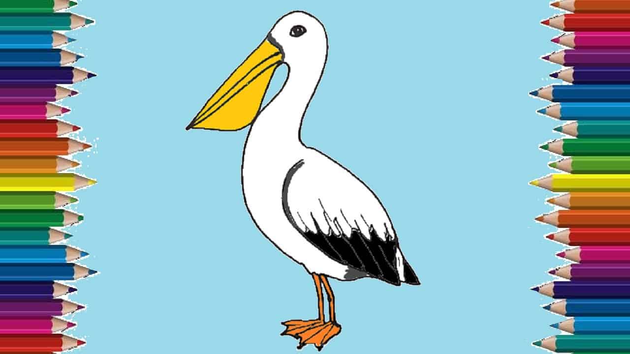 How to draw a pelican step by step – Bird drawing easy for kids