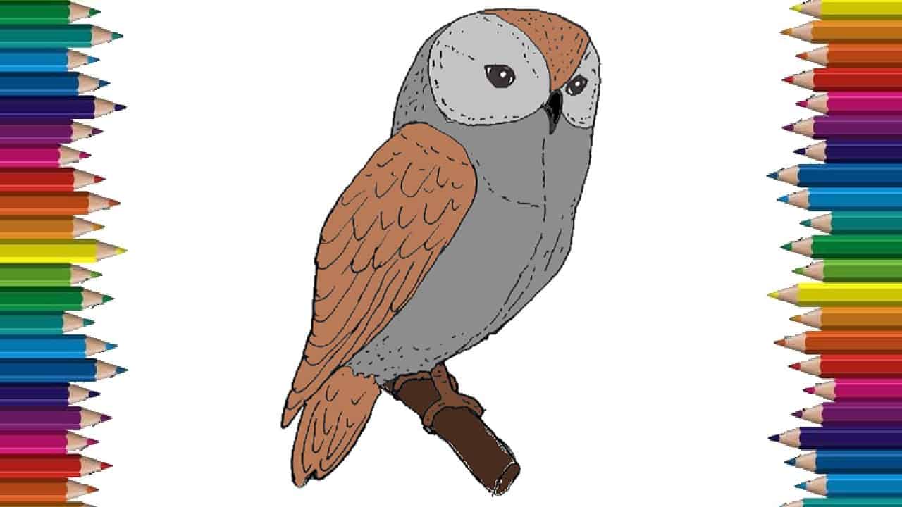 How to draw an owl step by step – Bird drawing easy