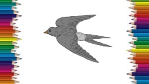 How to draw a Swallow step by step