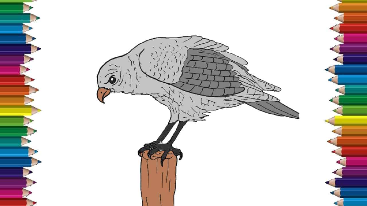 How to draw a hawk step by step – Bird drawing easy