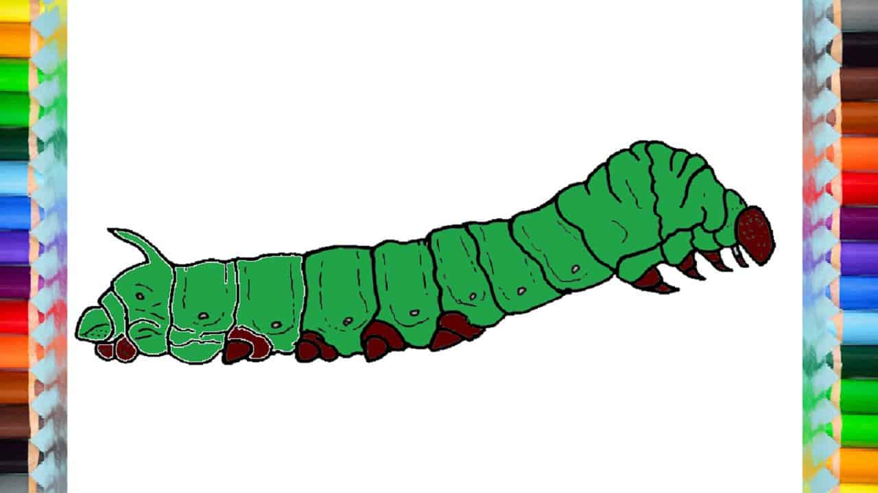 How to draw a silkworm easy step by step – Easy animals to draw