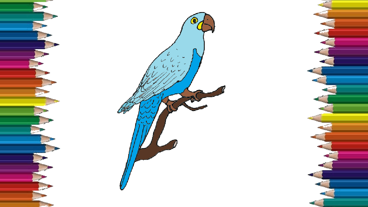 How to draw a Macaw easy for kids – Bird drawing and coloring